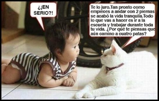 gato y mi bebe